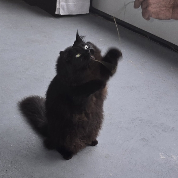 Meet your Posher, Brandy - Picture 2 of 2